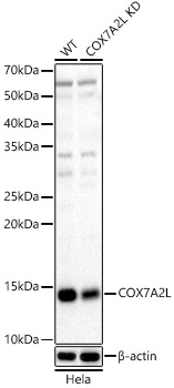 [KD Validated] COX7A2L Rabbit polyclonal antibody