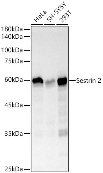 Sestrin 2 Rabbit monoclonal antibody