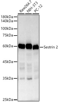 Sestrin 2 Rabbit monoclonal antibody