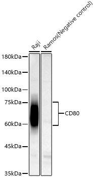 CD80 Rabbit monoclonal antibody