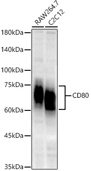 CD80 Rabbit monoclonal antibody