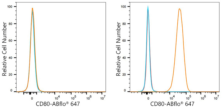 CD80 Rabbit monoclonal antibody
