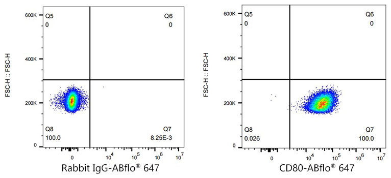 CD80 Rabbit monoclonal antibody
