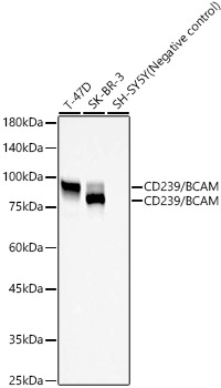 CD239/BCAM Rabbit monoclonal antibody