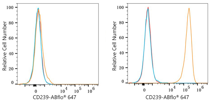 CD239/BCAM Rabbit monoclonal antibody