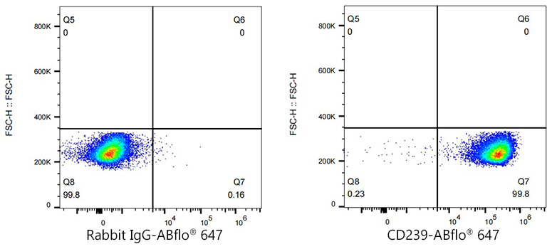 CD239/BCAM Rabbit monoclonal antibody