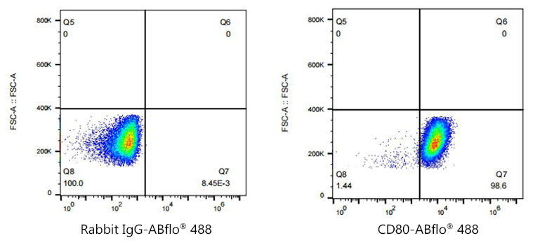 ABflo[R] 488 Rabbit anti-Human CD80/B7-1 monoclonal antibody