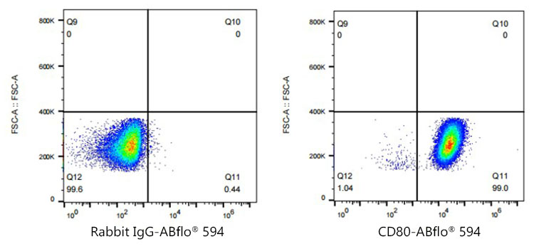 ABflo[R] 594 Rabbit anti-Human CD80/B7-1 monoclonal antibody