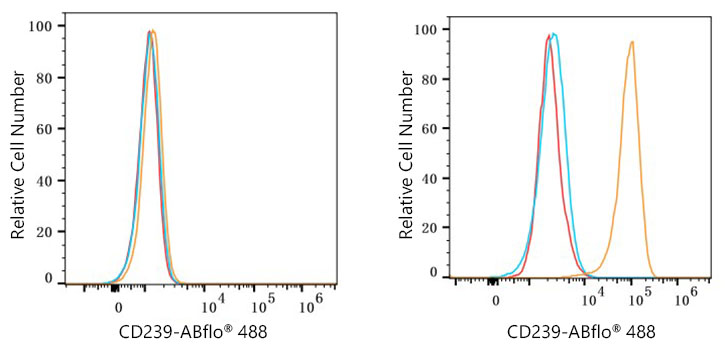 ABflo® 488 Rabbit anti-Human CD239/BCAM mAb