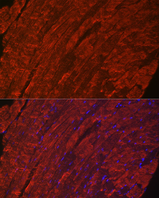 Phospholamban Rabbit monoclonal antibody
