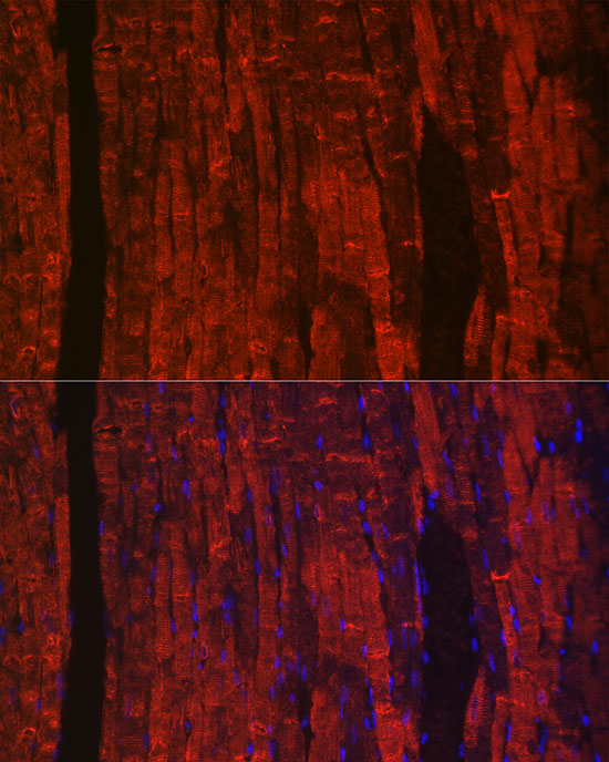 Phospholamban Rabbit monoclonal antibody
