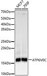 Western blot - ATP6V0C Rabbit mAb (A23757)