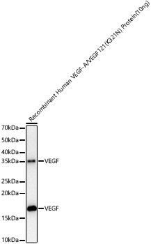 VEGF Rabbit monoclonal antibody