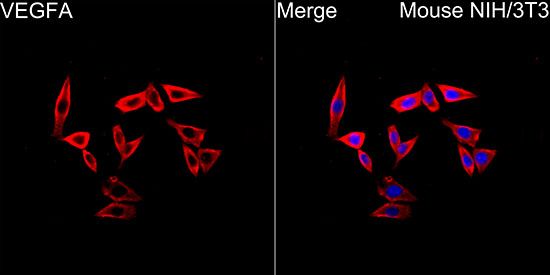 VEGF Rabbit monoclonal antibody