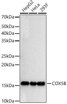 COX5B Rabbit monoclonal antibody