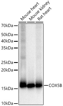 COX5B Rabbit monoclonal antibody