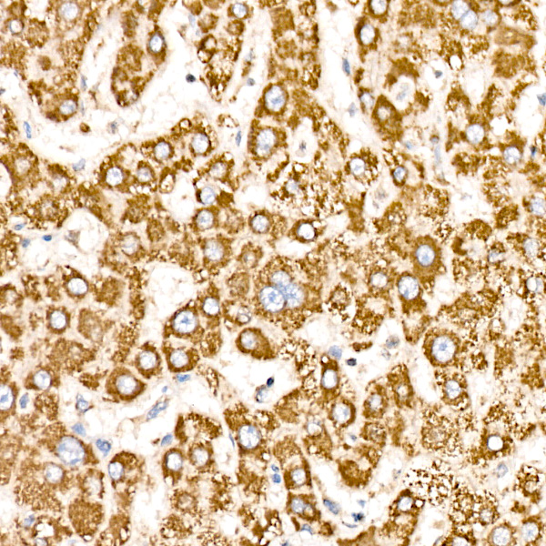 COX5B Rabbit monoclonal antibody