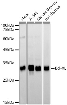 Bcl-XL Rabbit monoclonal antibody