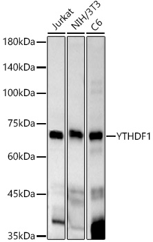 YTHDF1 Rabbit monoclonal antibody