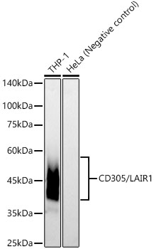 CD305/LAIR1 Rabbit monoclonal antibody