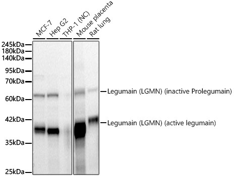 Legumain (LGMN) Rabbit monoclonal antibody