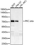 Western blot - PKC zeta Rabbit mAb (A23777)