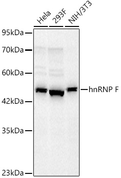 hnRNP F Rabbit monoclonal antibody