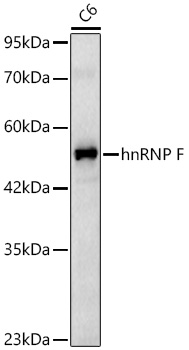 hnRNP F Rabbit monoclonal antibody