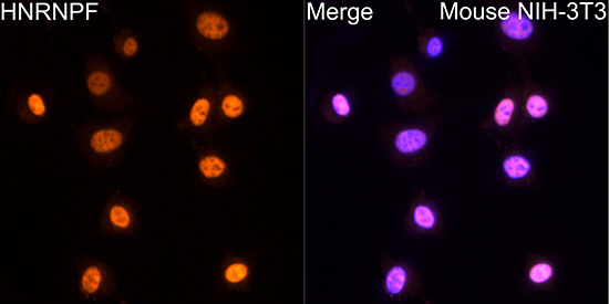 hnRNP F Rabbit monoclonal antibody