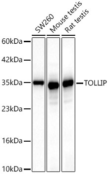 [KD Validated] TOLLIP Rabbit monoclonal antibody