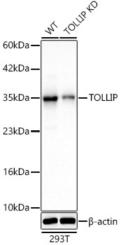 [KD Validated] TOLLIP Rabbit monoclonal antibody