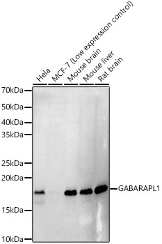 GABARAPL1 Rabbit monoclonal antibody