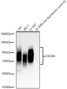 CD244 Rabbit monoclonal antibody