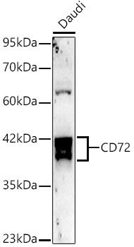 CD72 Rabbit monoclonal antibody