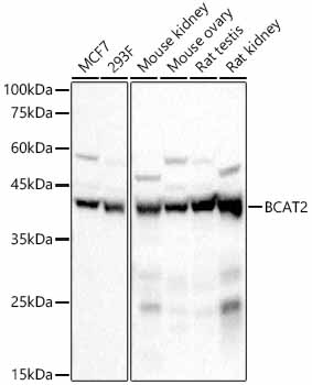 BCAT2 Rabbit monoclonal antibody