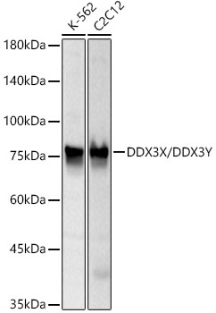 DDX3X/DDX3Y Rabbit monoclonal antibody