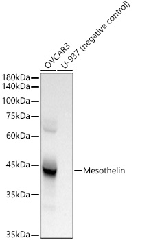 Mesothelin Rabbit monoclonal antibody