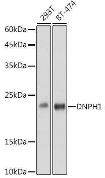 DNPH1 Rabbit monoclonal antibody