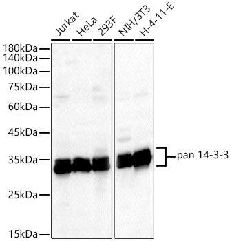 pan 14-3-3 Rabbit monoclonal antibody
