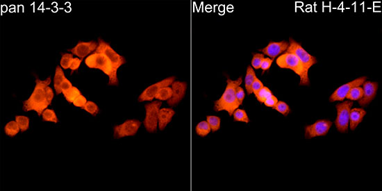 pan 14-3-3 Rabbit monoclonal antibody