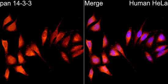pan 14-3-3 Rabbit monoclonal antibody
