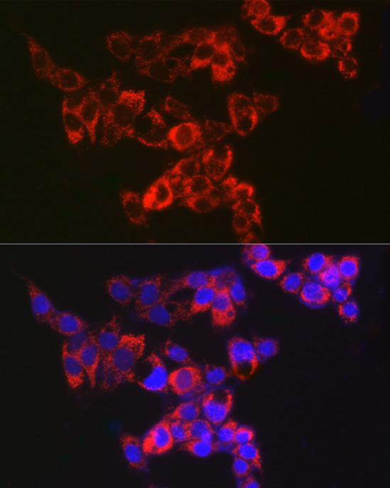Adenylate kinase 4 Rabbit monoclonal antibody