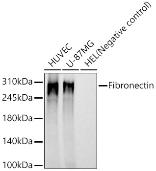 Fibronectin Rabbit monoclonal antibody