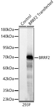 BRRF2 Rabbit monoclonal antibody