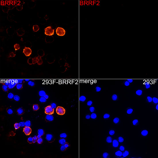 BRRF2 Rabbit monoclonal antibody