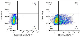 Western blot - CD62E/E-Selectin Rabbit mAb (A23836)
