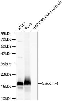 Claudin-4 Rabbit monoclonal antibody
