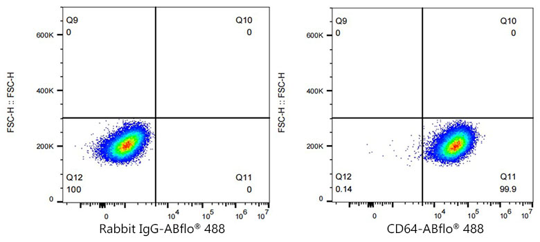 ABflo[R] 488 Rabbit anti-Mouse CD64/FcG GammaRI monoclonal antibody