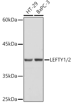 ABclonal:Western blot - LEFTY1/2 Rabbit mAb (A2387)}