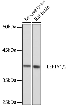 ABclonal:Western blot - LEFTY1/2 Rabbit mAb (A2387)}